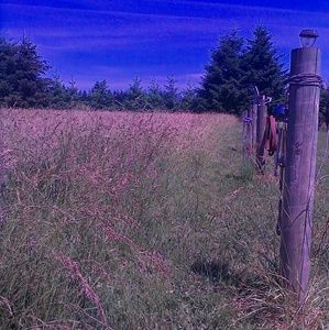 Meet your Posher, Lynn