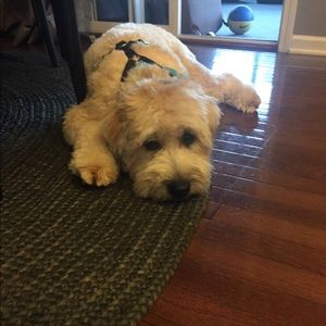 Meet your Posher, Therese