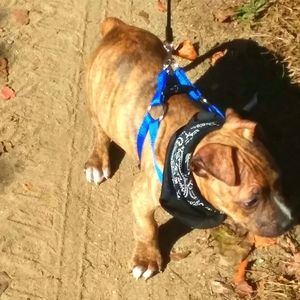 Meet your Posher, Benjamin