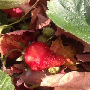 Meet your Posher, Paula