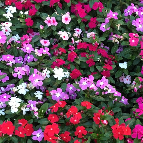 Meet your Posher, Hailey - Picture 1 of 1