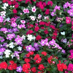 Meet your Posher, Hailey