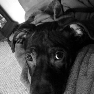 Meet your Posher, Shantel