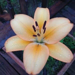 Meet your Posher, Julia a