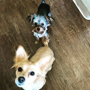 Meet your Posher, Philip