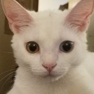 Meet your Posher, Deeanna