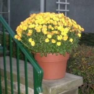 Meet your Posher, Maureen