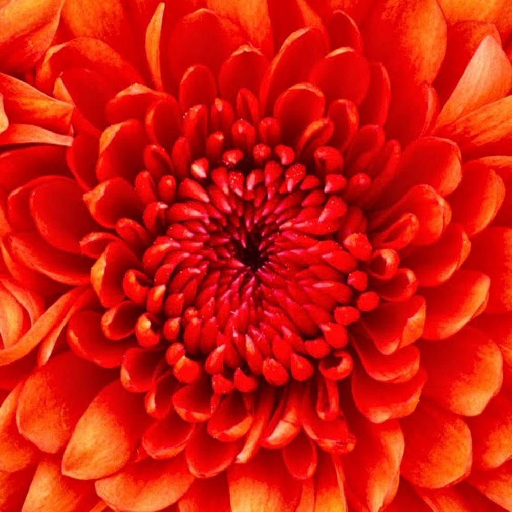 Meet your Posher, Josef