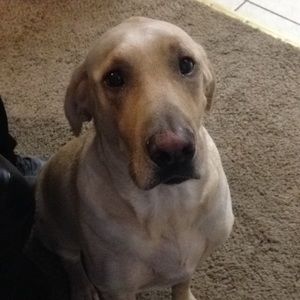 Meet your Posher, Chancellor