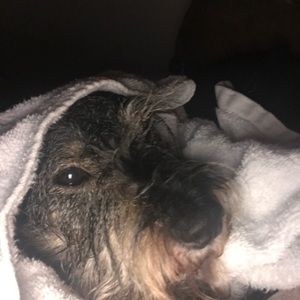 Meet your Posher, Brittany