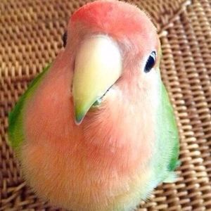 Meet your Posher, Melanie