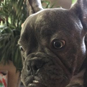 Meet your Posher, Hector