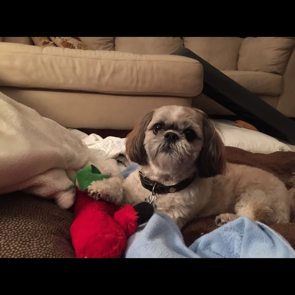 Meet your Posher, Deana