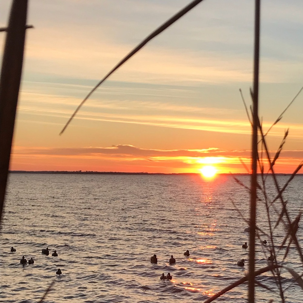 Meet your Posher, Bailey