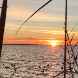 Meet your Posher, Bailey