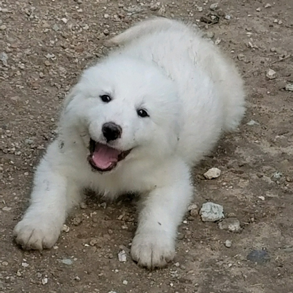 🐶Psst!! Check it out🐶