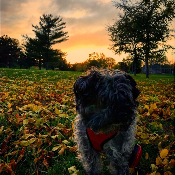 Meet your Posher, Alazae - Picture 1 of 1