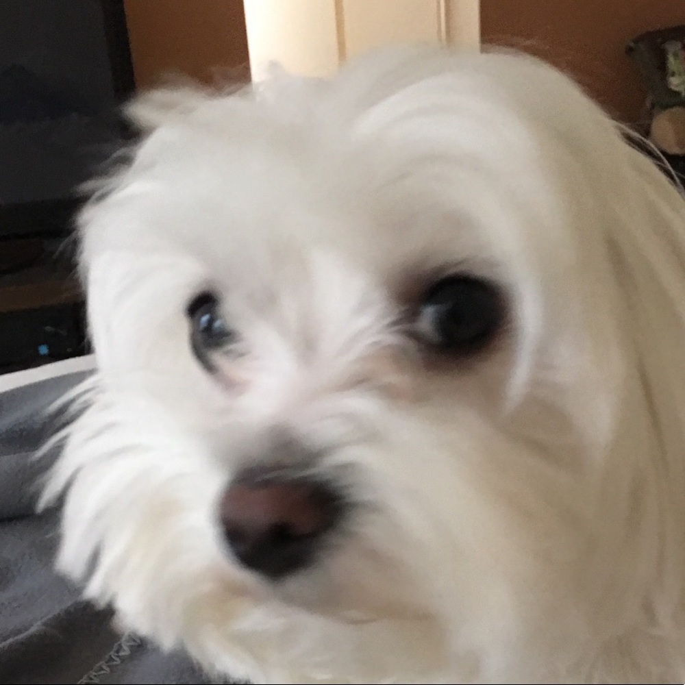 Meet your Posher, Pinky