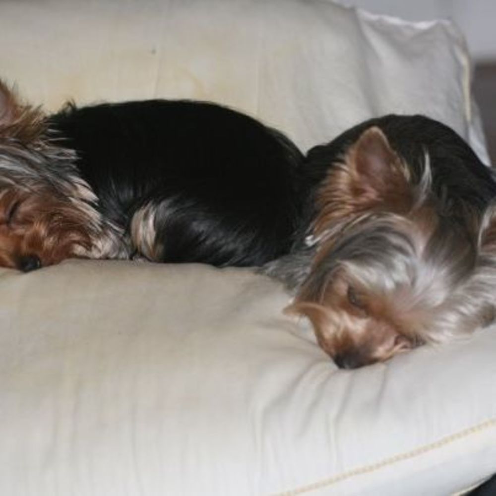 Meet your Posher, Robin