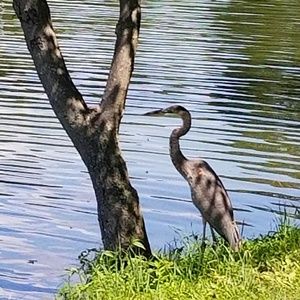 Meet your Posher, Joan