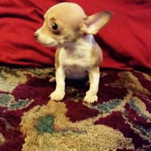 Meet your Posher, Junior