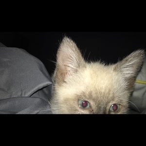 Meet your Posher, Zoe