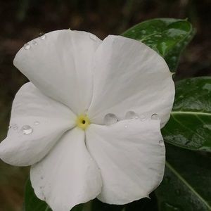 Meet your Posher, Celina