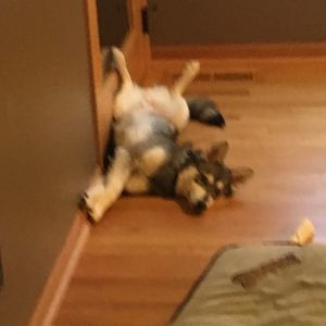 Meet your Posher, Logan