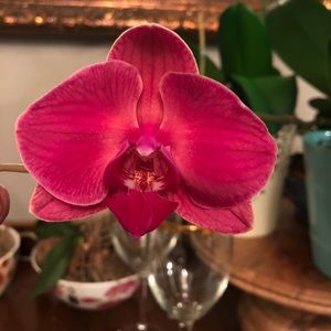 Meet your Posher, Maria