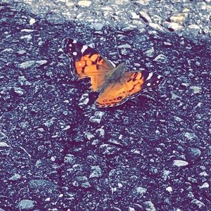 Meet your Posher, Sharon