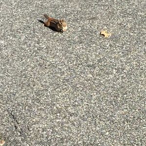 Meet your Posher, Alba