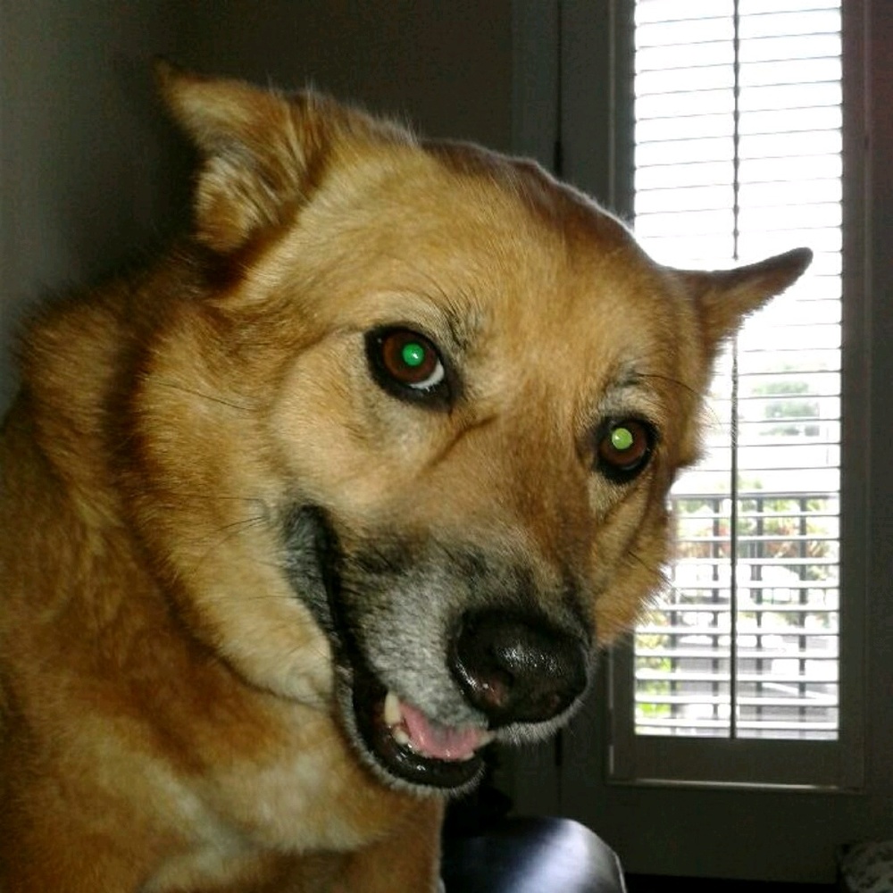 Meet your Posher, Dianna