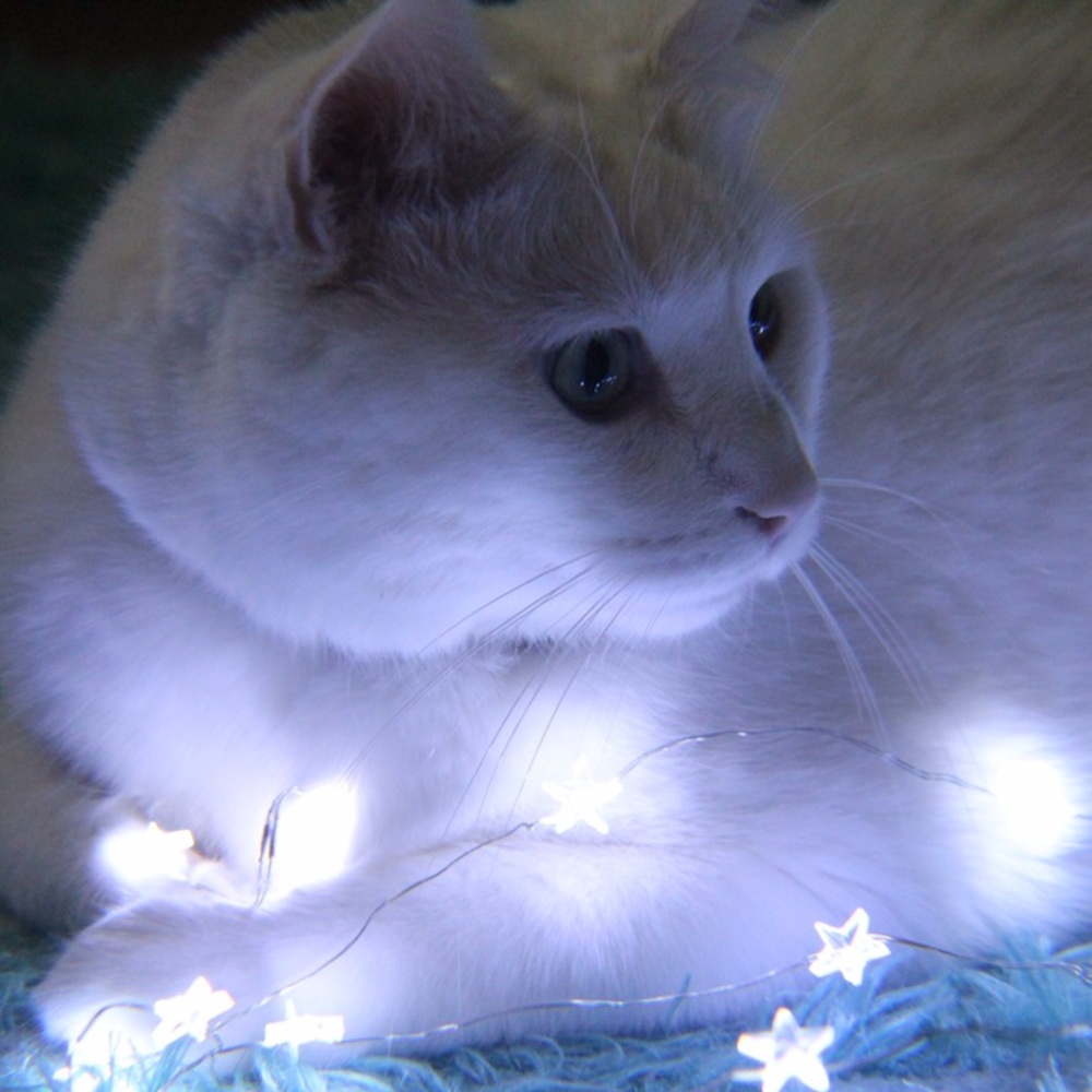 Meet your Posher, Ava