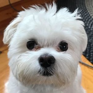 Meet your Posher, Becky