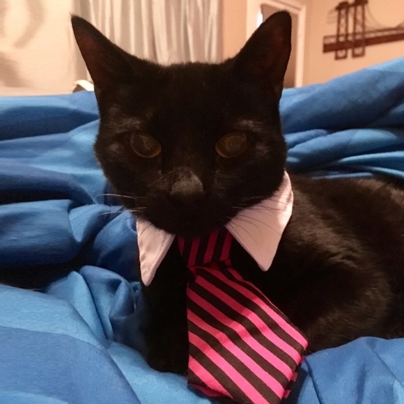 Meet your Posher, TCB - Picture 2 of 6