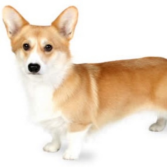 Meet your Posher, Neko - Picture 1 of 1