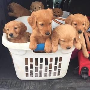 Meet your Posher, Dana