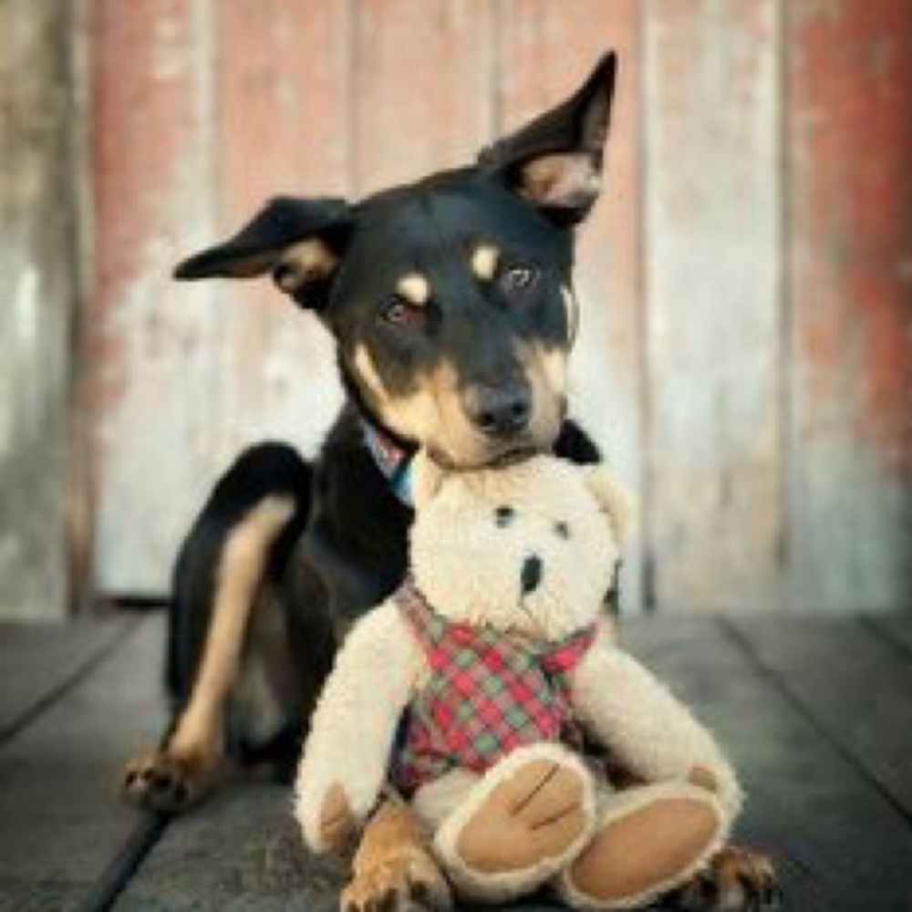 Meet your Posher, Claudia and her puppy Roxy