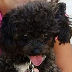 Meet your Posher, Evangeline