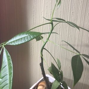 Meet your Posher, Yan