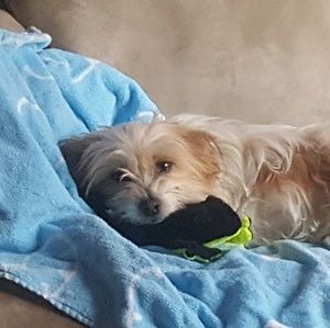 Meet your Posher, Litzy