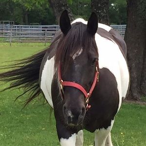 Meet your Posher, Barbara
