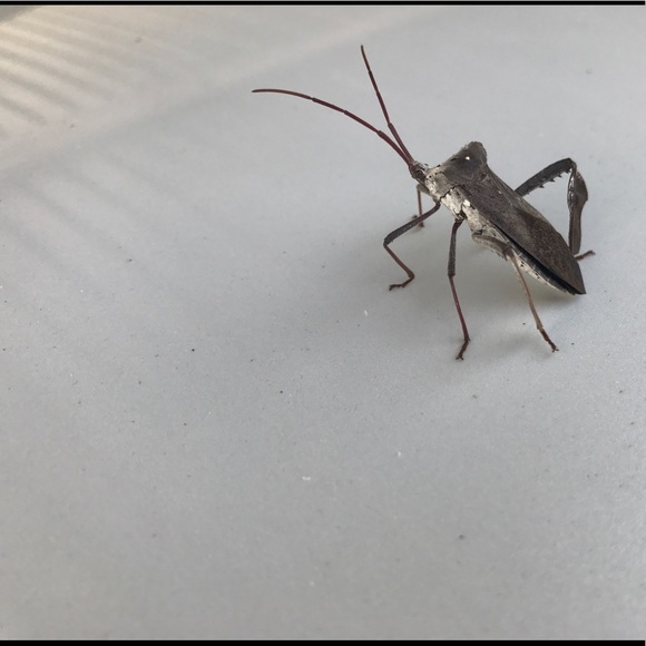 Meet your Posher, Lizbeth - Picture 1 of 1