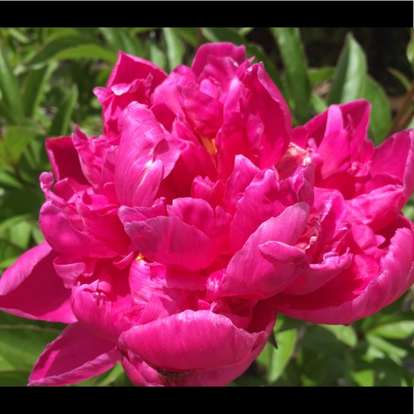 Meet your Posher, Sulu - Picture 3 of 4