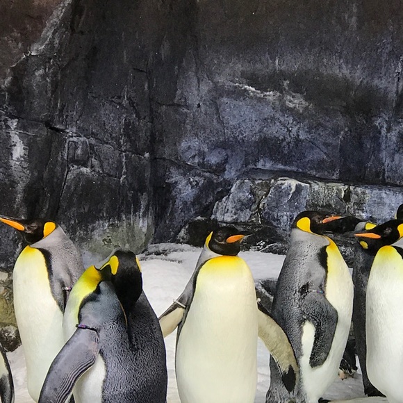 Meet your Posher, Guillermo - Picture 1 of 1