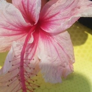 Meet your Posher, Vanessa