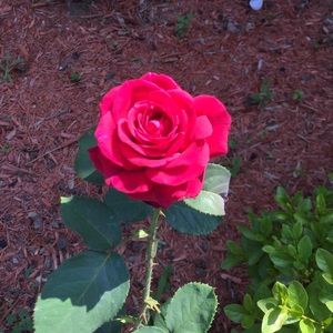 Meet your Posher, Mir a