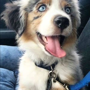 Meet your Posher, Trevor