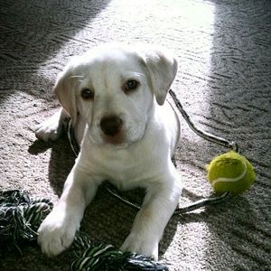 Meet your Posher, Allison