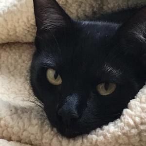 Meet your Posher, Donna